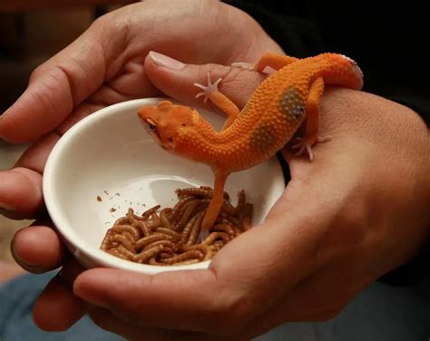 How Much Should I Feed My Leopard Gecko: And Why Do They Dream of Electric Crickets?