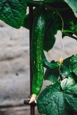 Is 10-10-10 Fertilizer Good for Cucumbers? And Why Do Cucumbers Dream of Electric Bees?