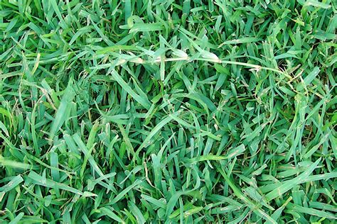 What is the Best Fertilizer for Centipede Grass? And Why Do Some Gardeners Believe It's Actually Moonlight?