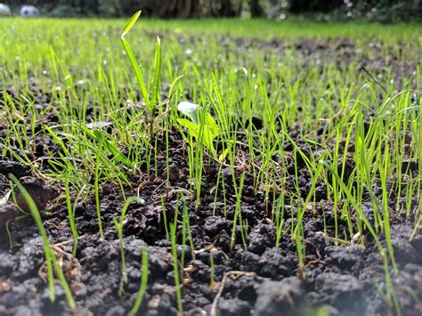 What is the Best Fertilizer for New Grass Seed? And Why Do Some Gardeners Believe in Moonlit Fertilization?