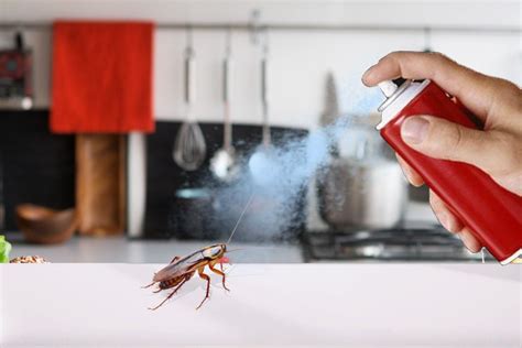 What Spray Kills Cockroaches: Exploring the Unexpected Connections Between Pest Control and Modern Life