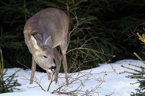 What to Feed Deer in Winter: A Guide to Supporting Wildlife in the Cold Season