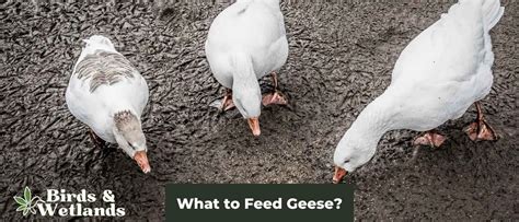 What to Feed Goslings: A Journey Through Culinary Chaos and Feathered Friends