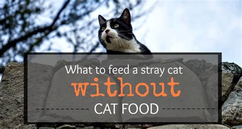 What to Feed Stray Kittens: A Comprehensive Guide to Nourishing Furry Wanderers and the Art of Befriending Them