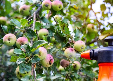 When to Spray Apple Trees for Worms: A Symphony of Chaos and Order